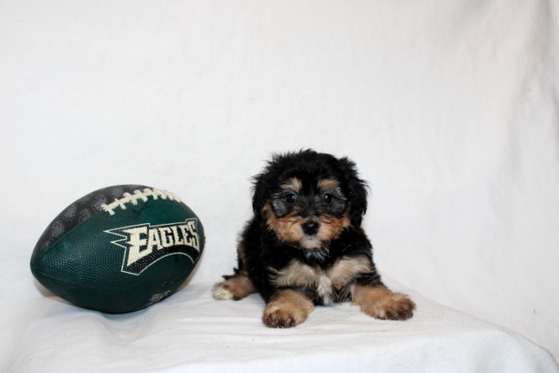 puppy, for, sale, Mini Bernedoodle F2, Matthew B. Stoltzfus, dog, breeder, Gap, PA, dog-breeder, puppy-for-sale, forsale, nearby, find, puppyfind, locator, puppylocator, aca